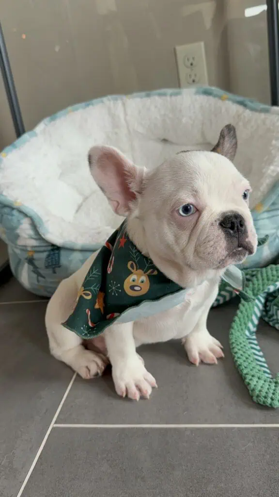 Ives | Fawn Pied French Bulldog Male | Available Oct 2025
