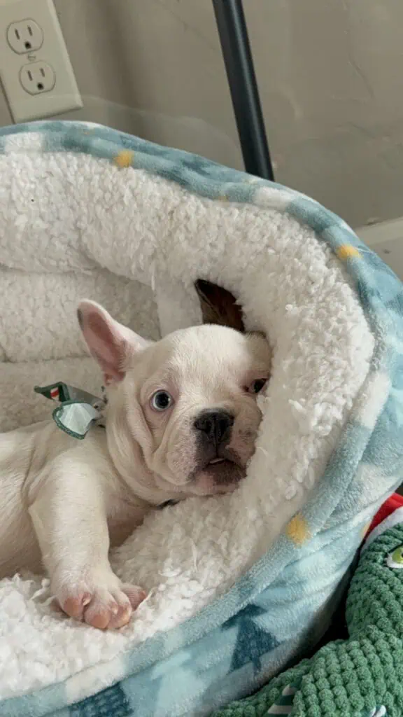 Ives | Fawn Pied French Bulldog Male | Available Oct 2025