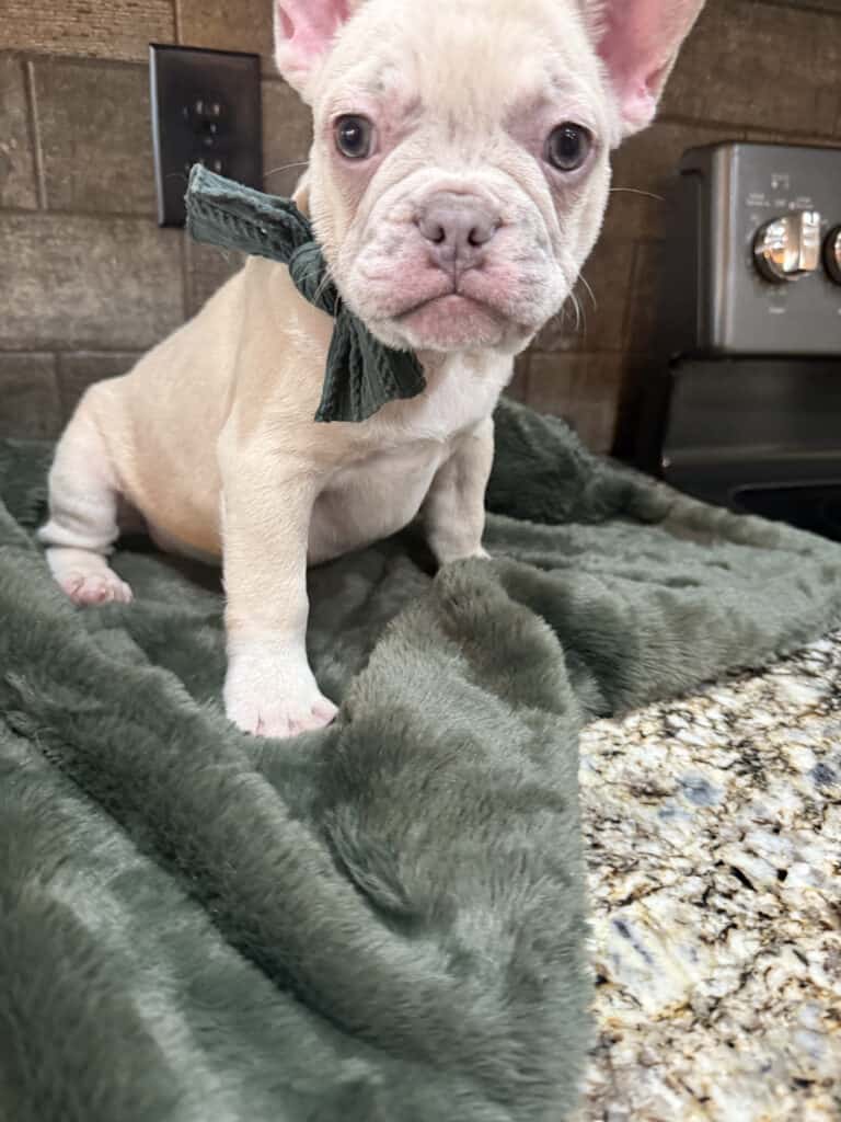 Kipling | Lilac Fawn French Bulldog Male | Available Now | The Playful One