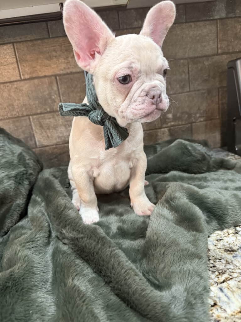 Kipling | Lilac Fawn French Bulldog Male | Available Now | The Playful One