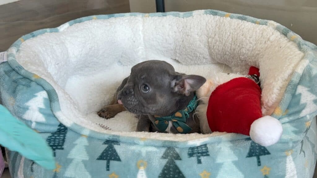 Karson | Blue & Tan French Bulldog Male | Available in Oct 2025