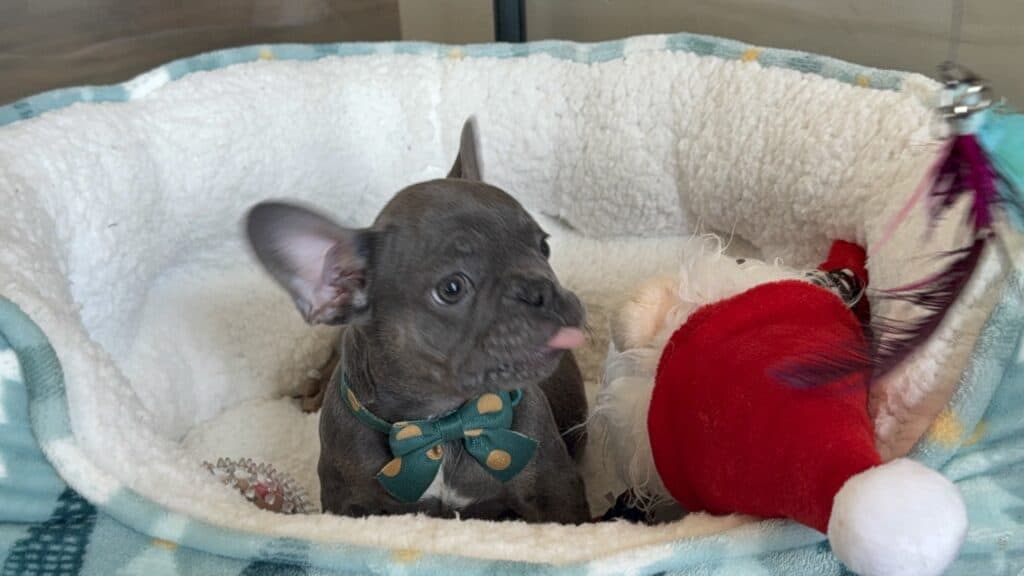 Karson | Blue & Tan French Bulldog Male | Available in Oct 2025