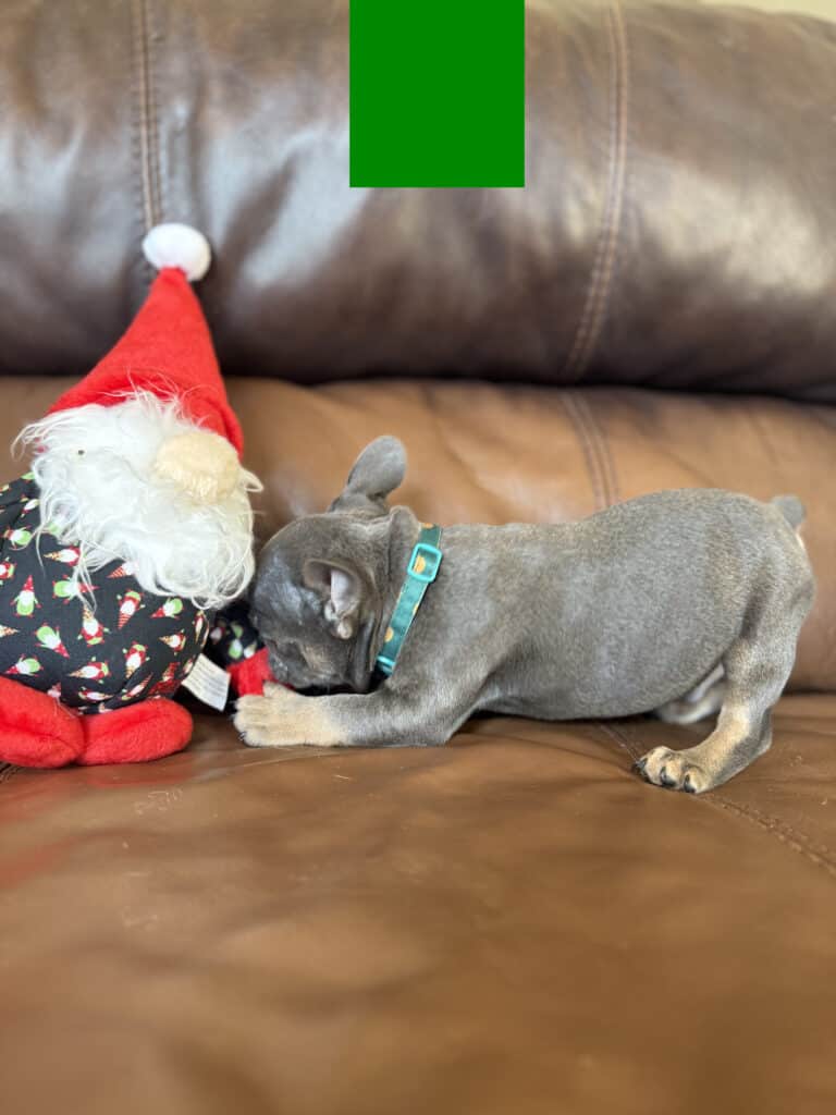 Karson | Blue & Tan French Bulldog Male | Available in Oct 2025