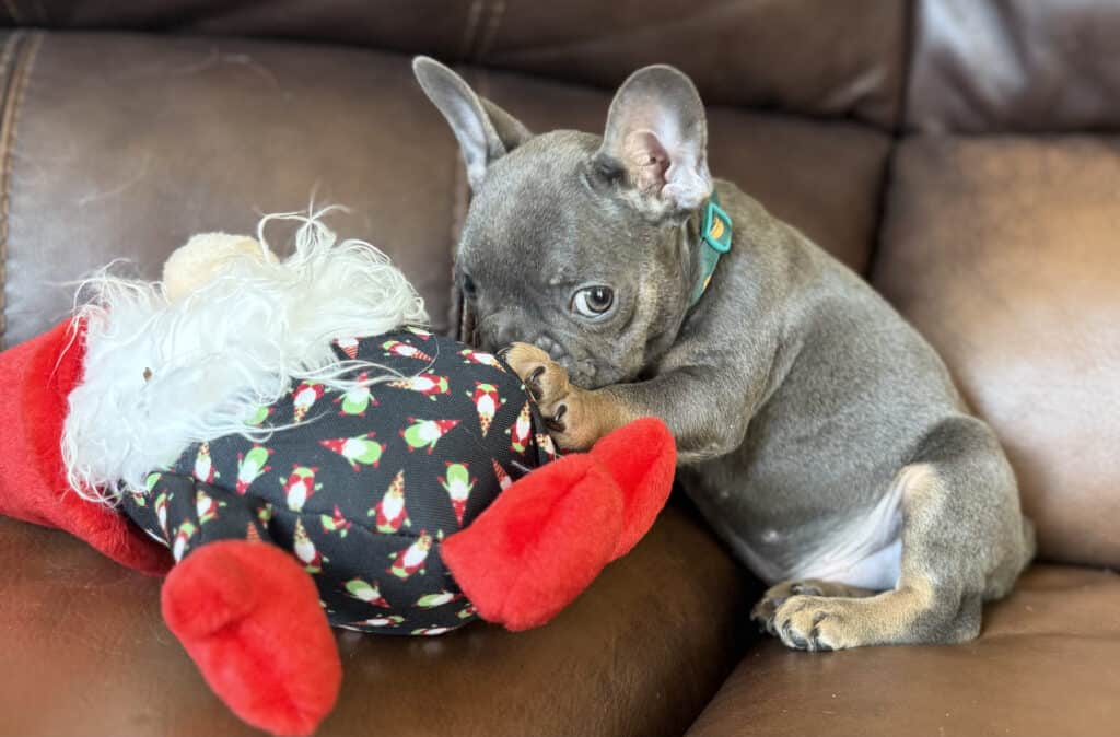 Karson | Blue & Tan French Bulldog Male | Available in Oct 2025