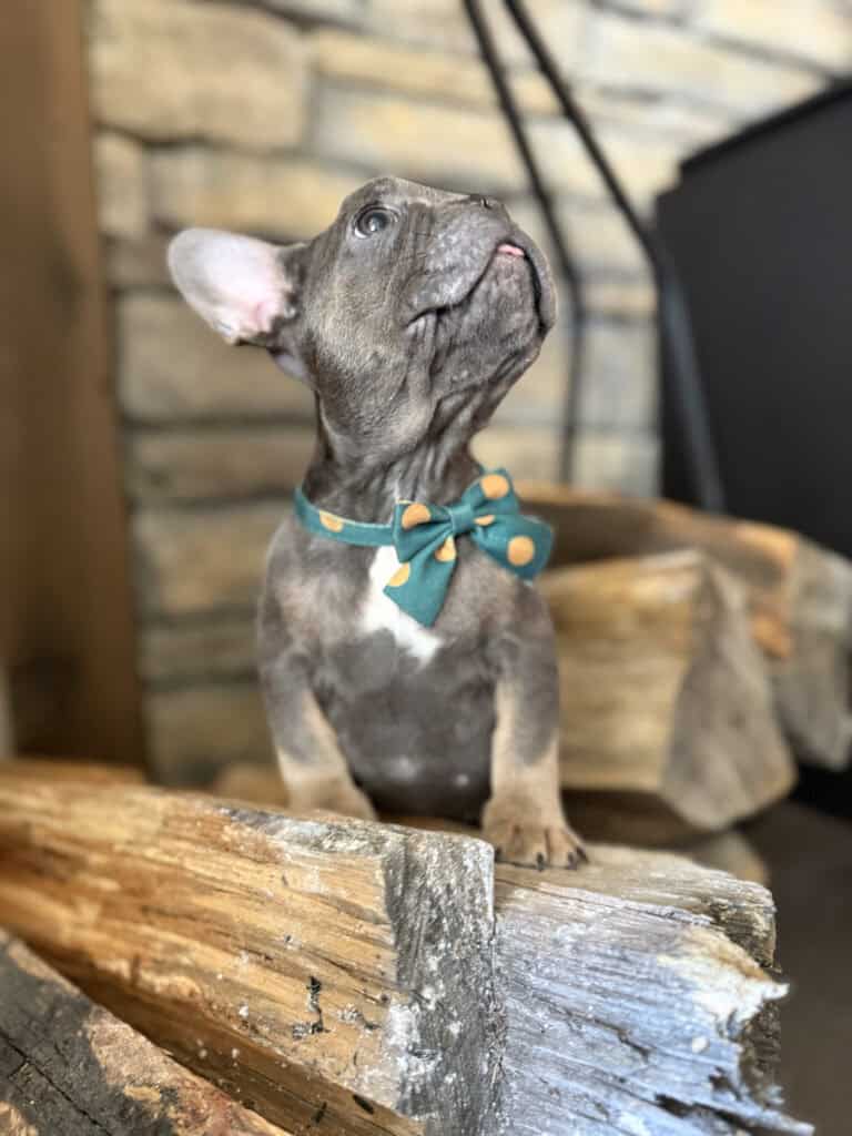 Karson | Blue & Tan French Bulldog Male | Available in Oct 2025