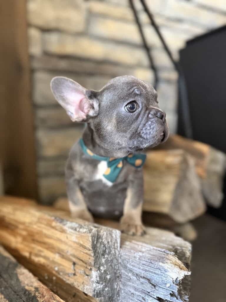 Karson | Blue & Tan French Bulldog Male | Available in Oct 2025
