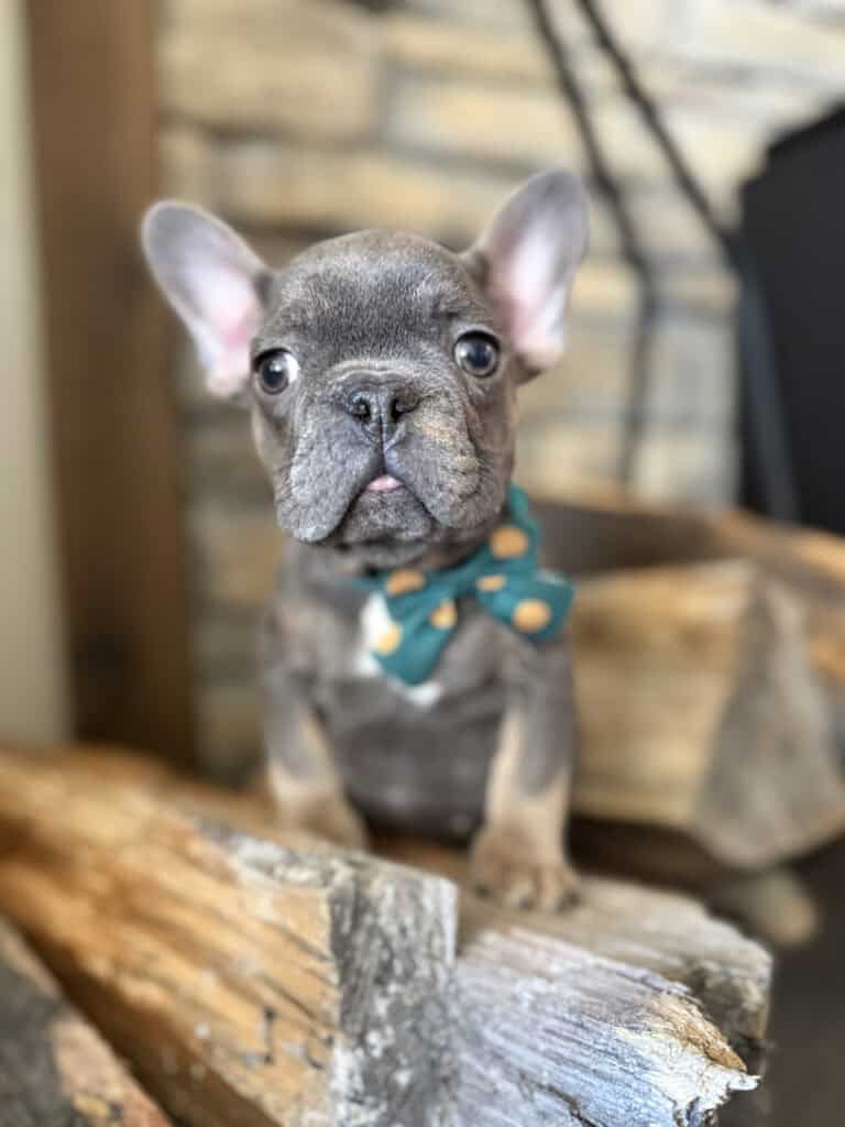 Karson | Blue & Tan French Bulldog Male | Available in Oct 2025