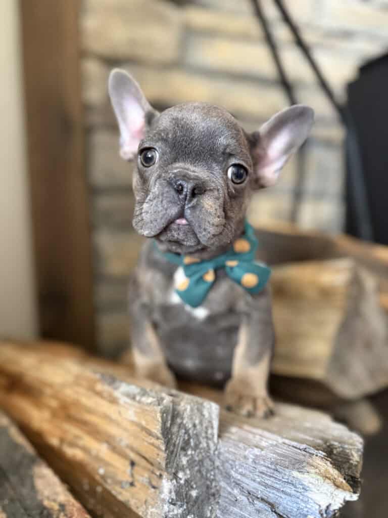 Karson | Blue & Tan French Bulldog Male | Available in Oct 2025