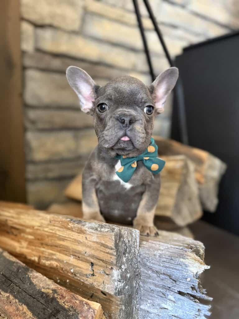 Karson | Blue & Tan French Bulldog Male | Available in Oct 2025