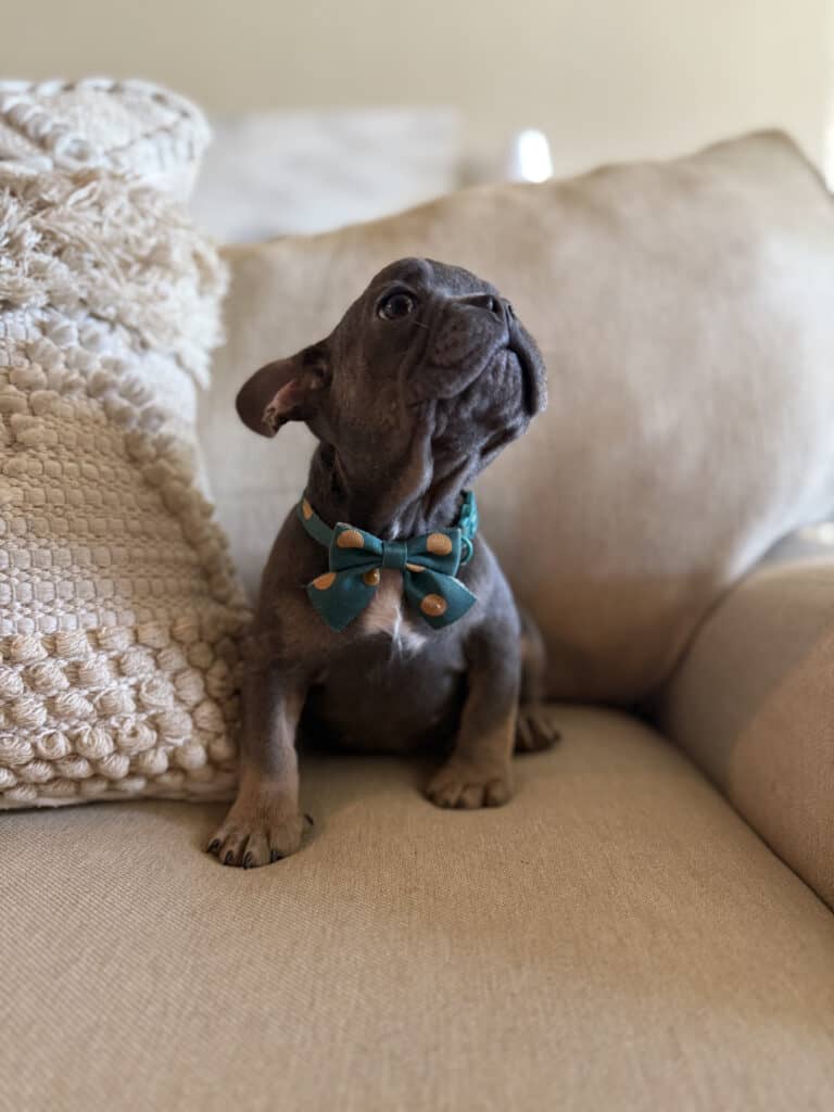 Karson | Blue & Tan French Bulldog Male | Available in Oct 2025