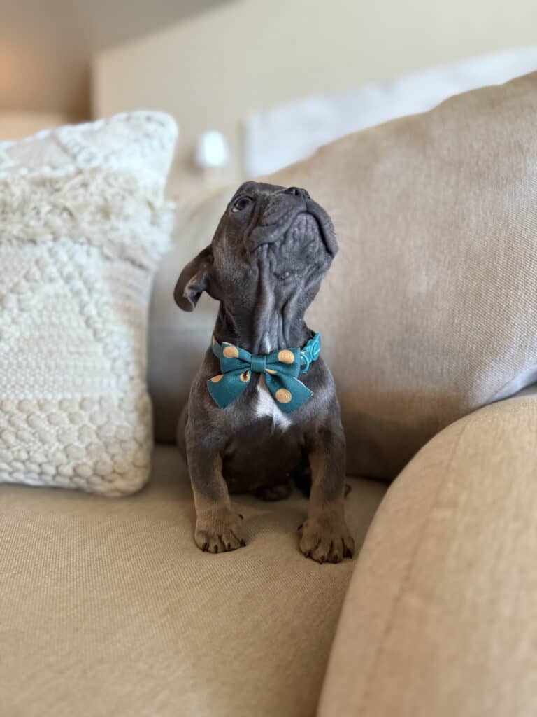 Karson | Blue & Tan French Bulldog Male | Available in Oct 2025