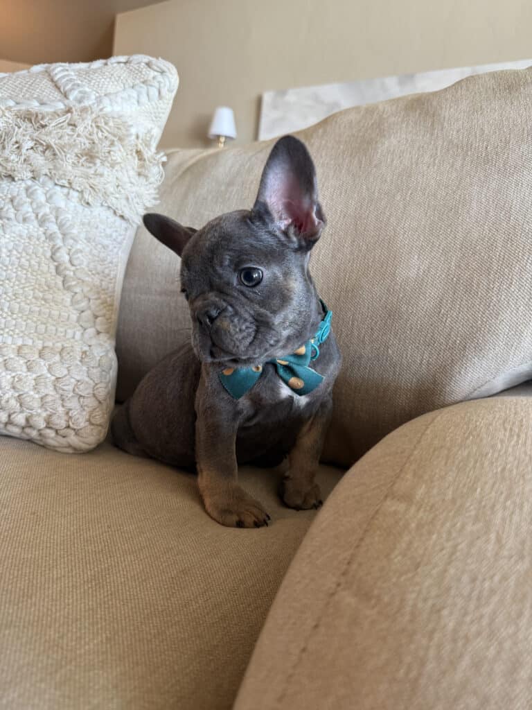 Karson | Blue & Tan French Bulldog Male | Available in Oct 2025