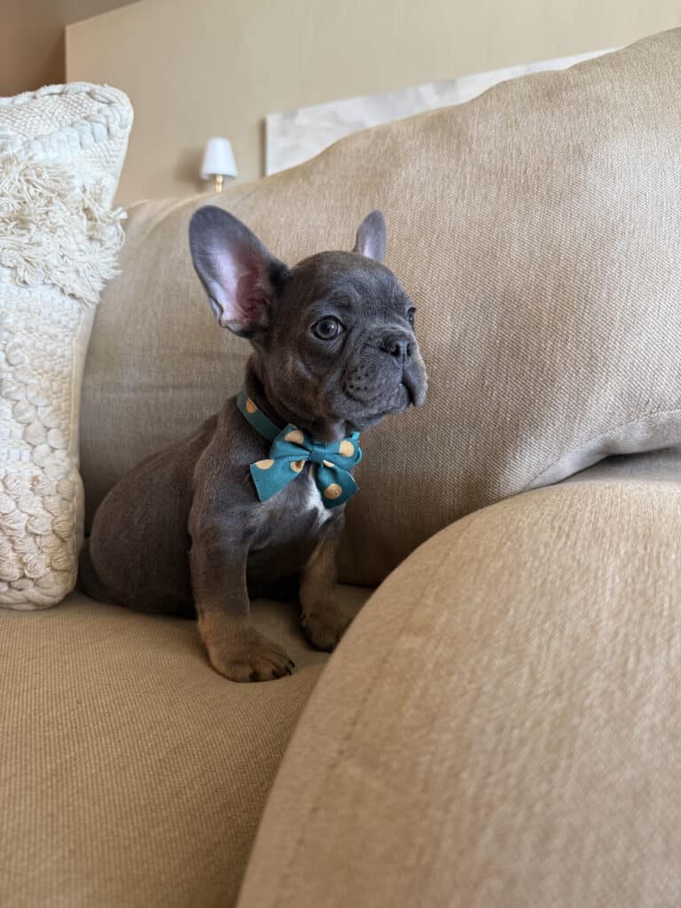 Karson | Blue & Tan French Bulldog Male | Available in Oct 2025