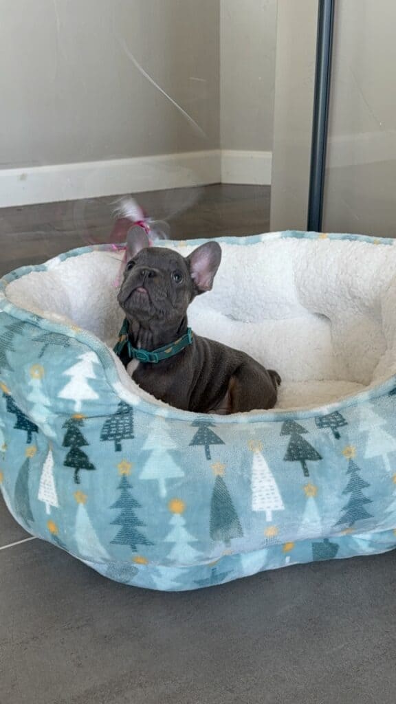 Karson | Blue & Tan French Bulldog Male | Available in Oct 2025