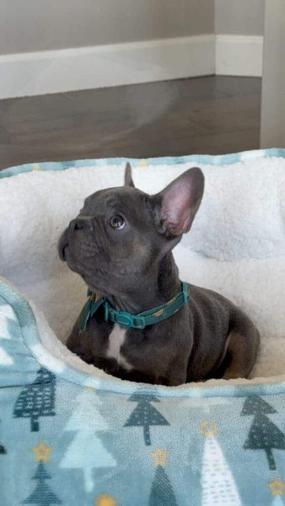 Karson | Blue & Tan French Bulldog Male | Available in Oct 2025