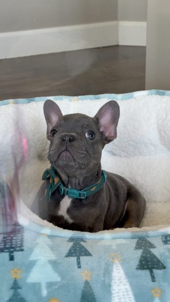 Karson | Blue & Tan French Bulldog Male | Available in Oct 2025
