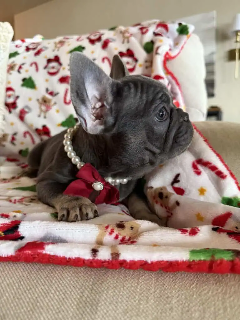 Nutella | Blue & Tan French Bulldog Female | Available Now