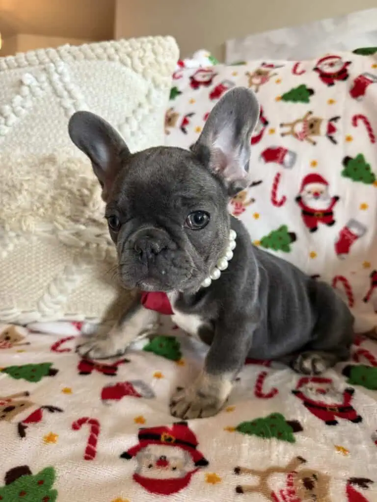 Nutella | Blue & Tan French Bulldog Female | Available Now