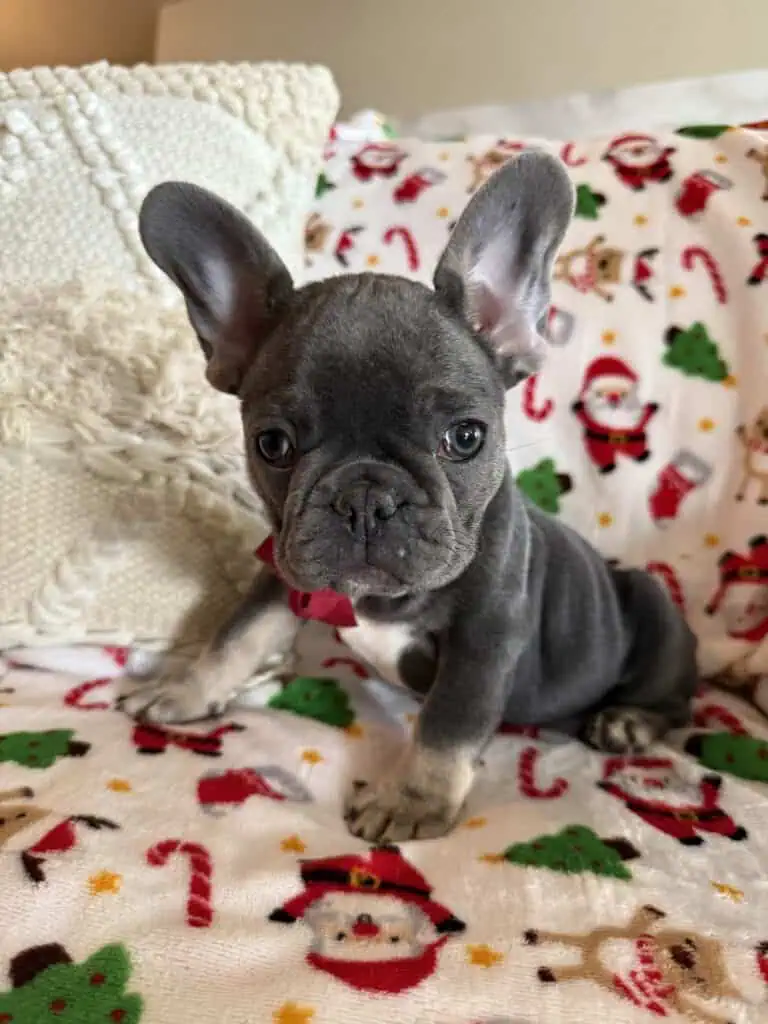 Nutella | Blue & Tan French Bulldog Female | Available Now