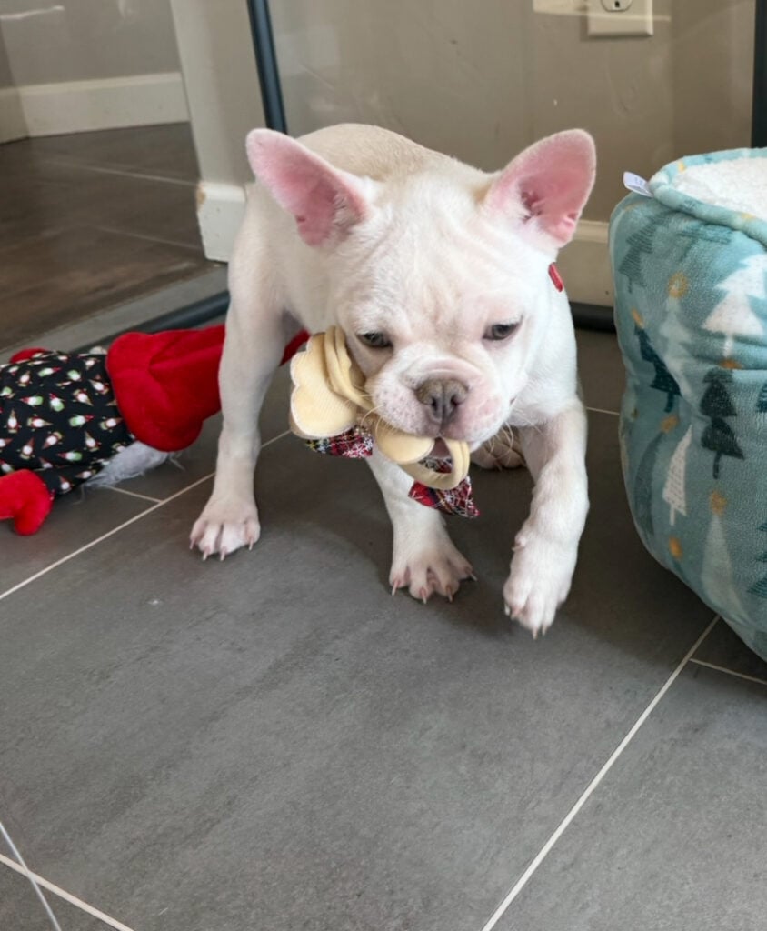 Evan | Cream French Bulldog Male | Available Now