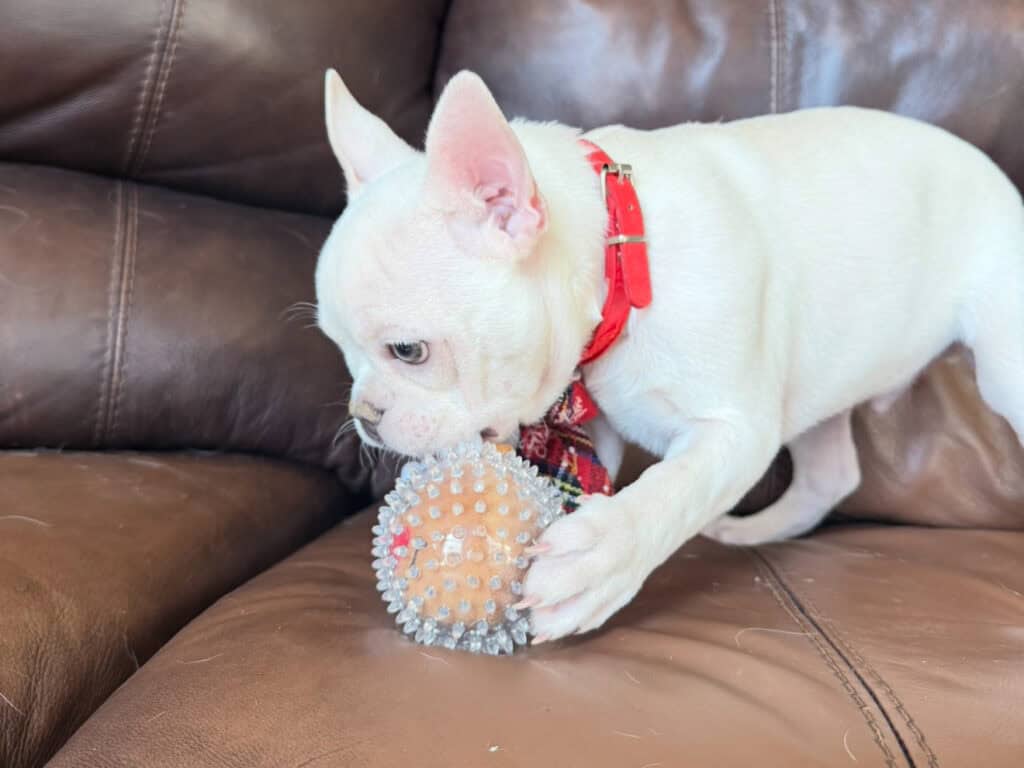 Evan | Cream French Bulldog Male | Available Now