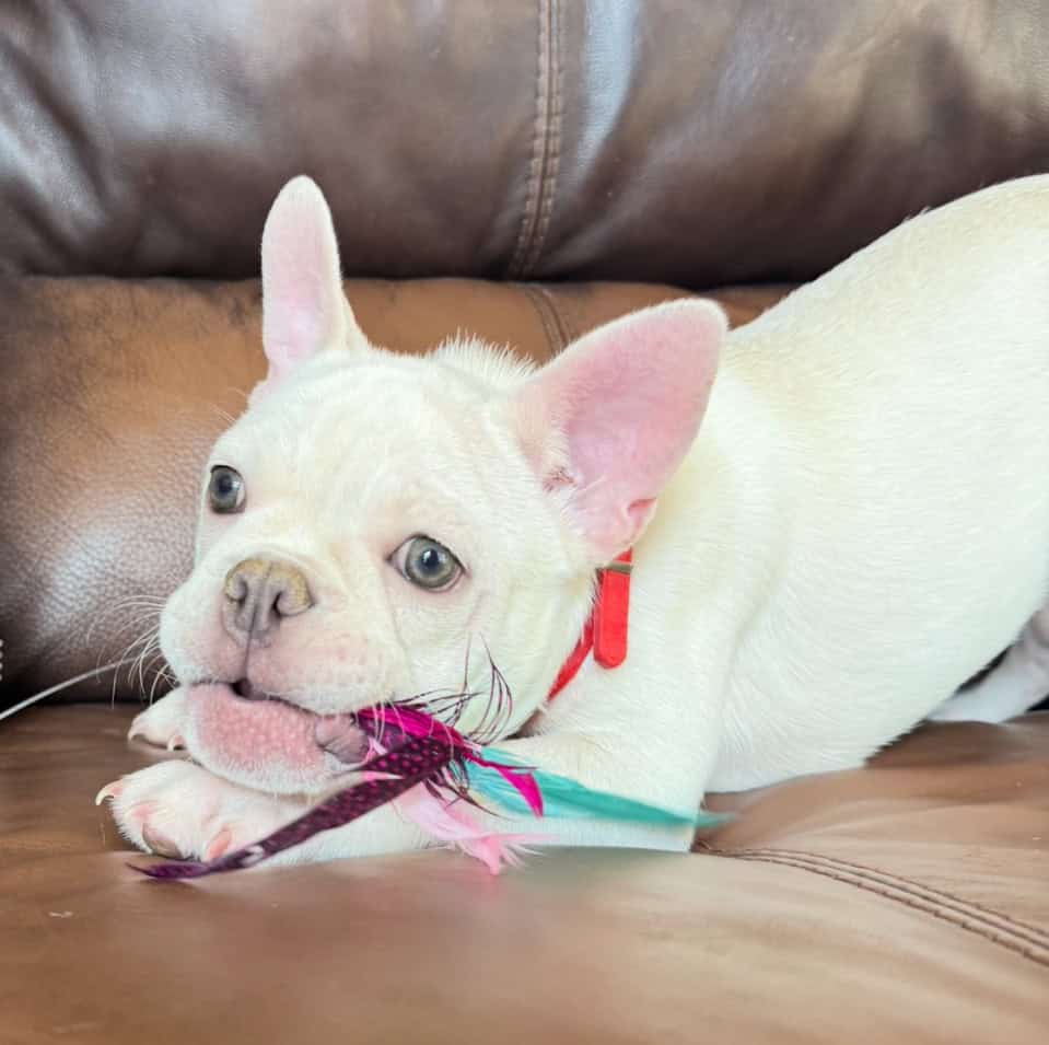 Evan | Cream French Bulldog Male | Available Now