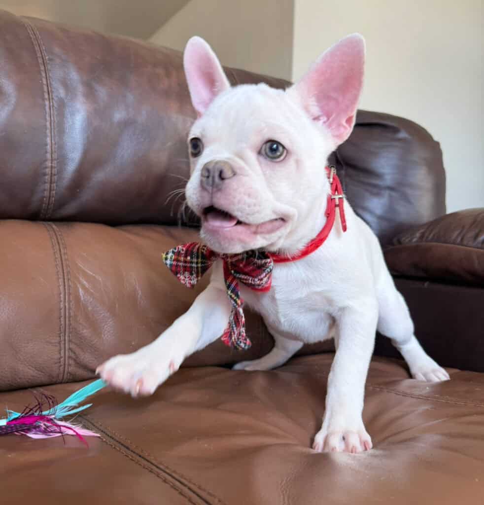 Evan | Cream French Bulldog Male | Available Now