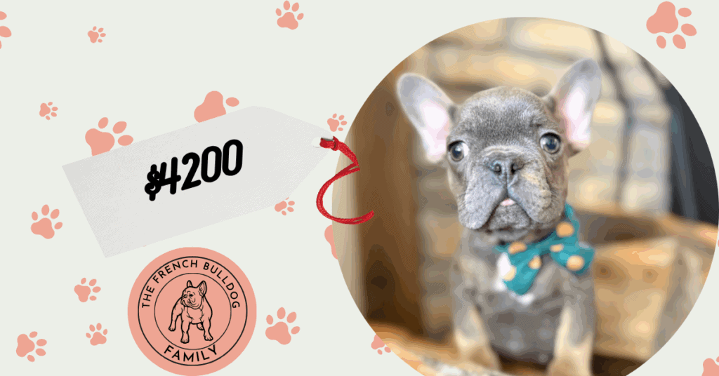 Karson | Blue & Tan French Bulldog Male | Available in Oct 2025