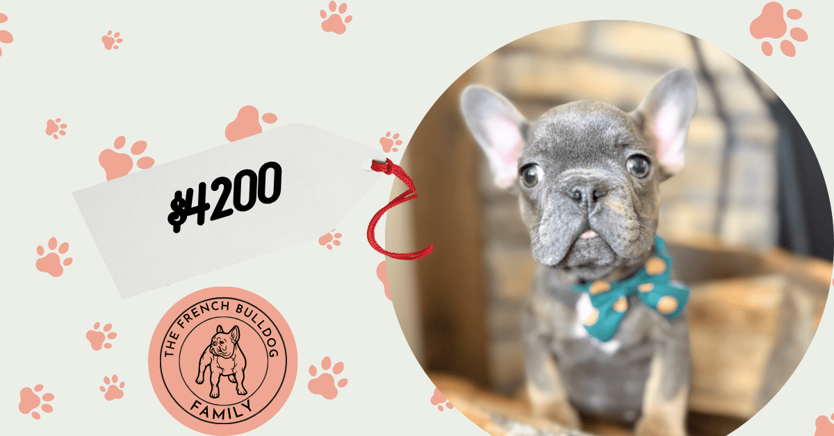 Karson | Blue & Tan French Bulldog Male | Available in Oct 2025