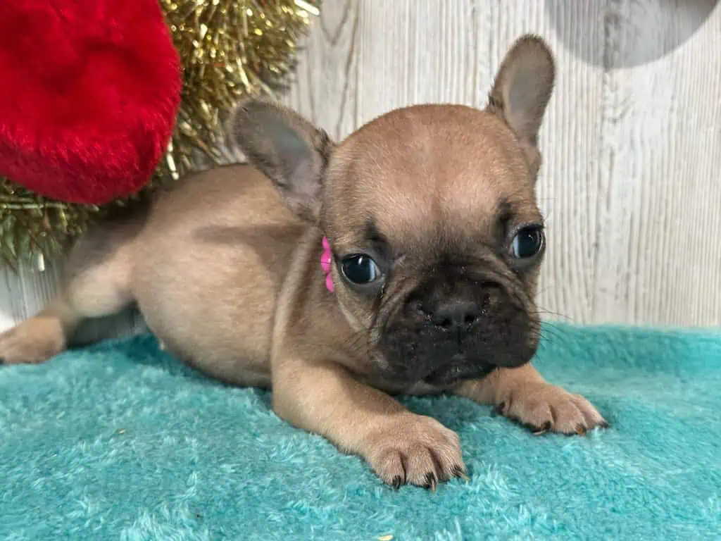 Sophia | Blue Fawn French Bulldog Female | Available Jan, 2026