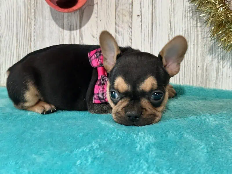 Sally | Black & Tan French Bulldog Female | Available in Jan, 2026