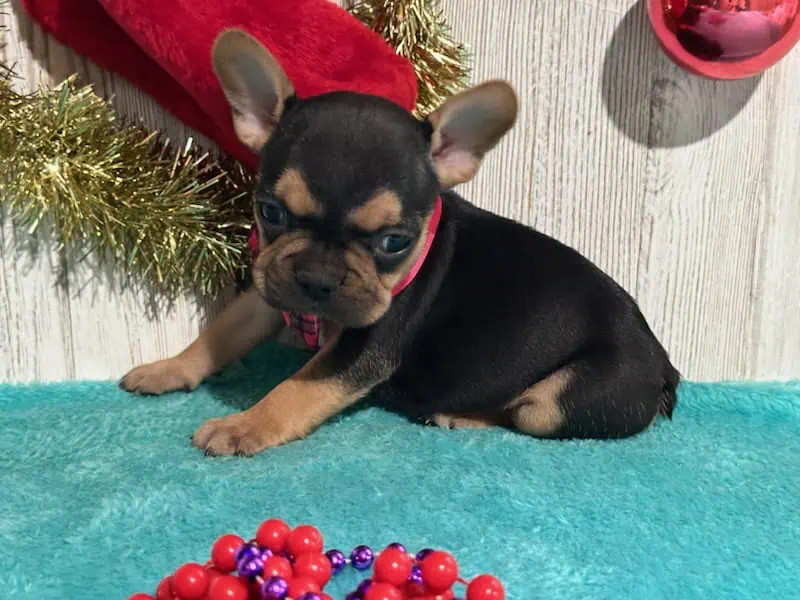 Sally | Black & Tan French Bulldog Female | Available in Jan, 2026