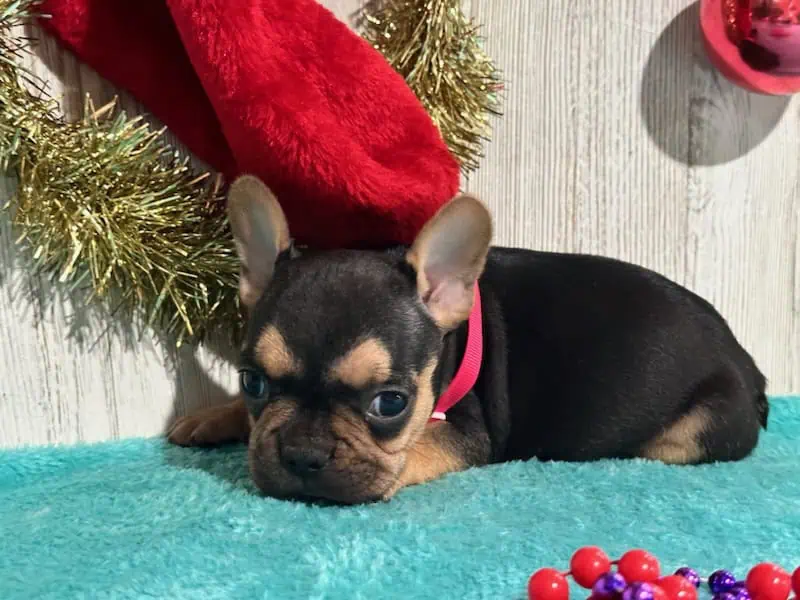 Sally | Black & Tan French Bulldog Female | Available in Jan, 2026
