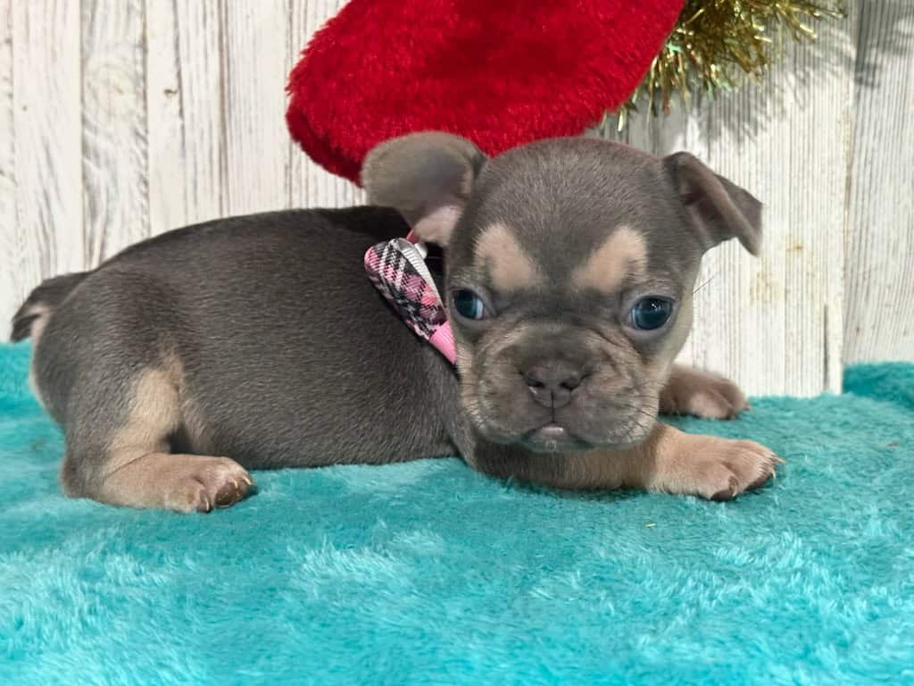 Sky | Blue & Tan French Bulldog Female | Available Jan, 2026