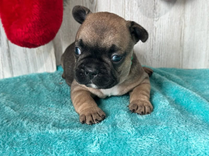 Teddy | Fawn French Bulldog Male | Available Jan, 2026