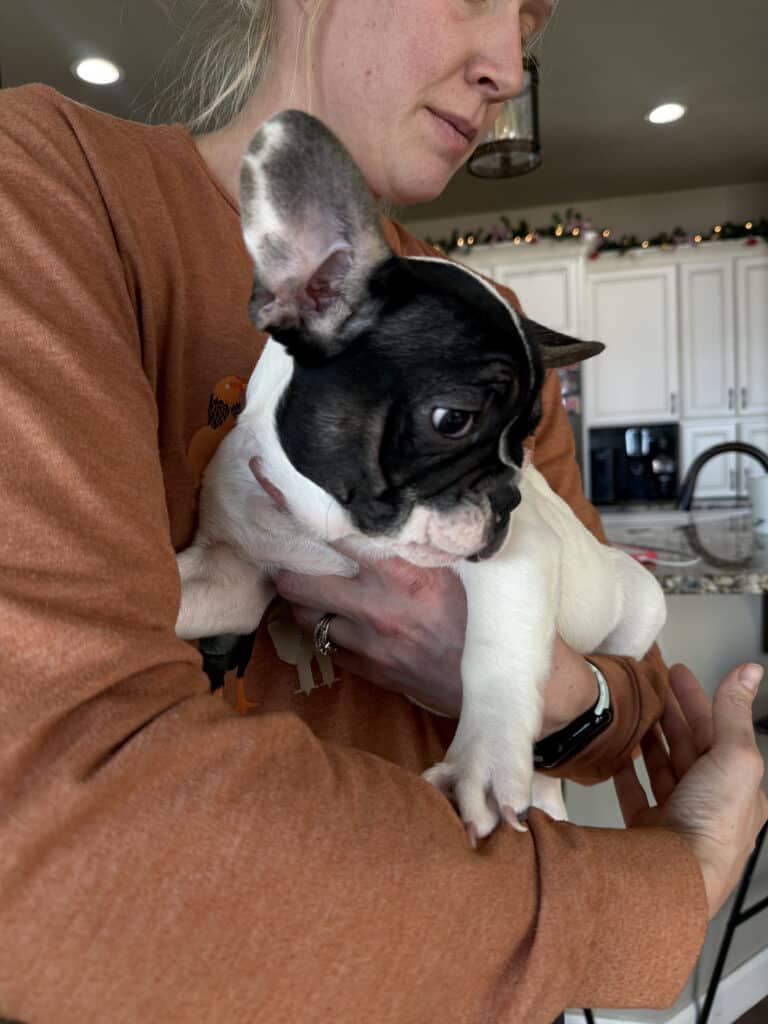 Nash | Brindle Pied French Bulldog Male | Available Now