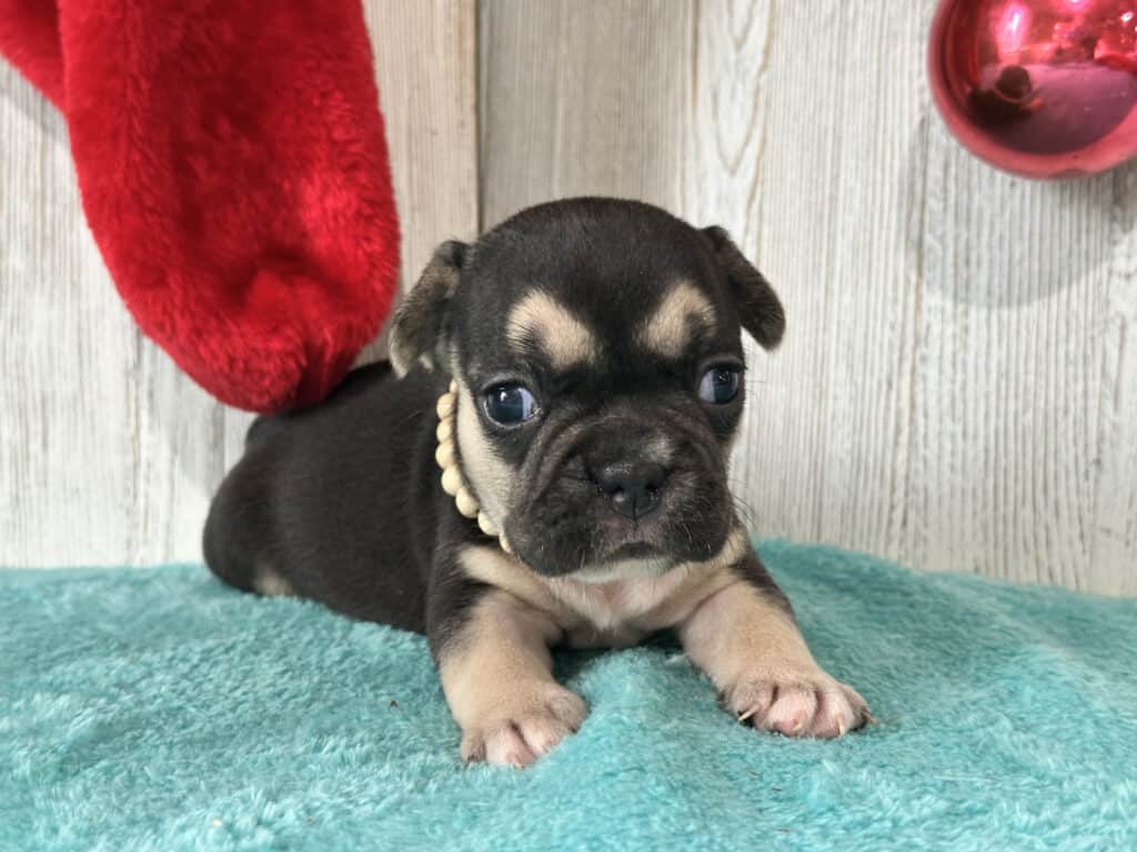Whitney | Black & Tan French Bulldog Female | Available in February 5th, 2026
