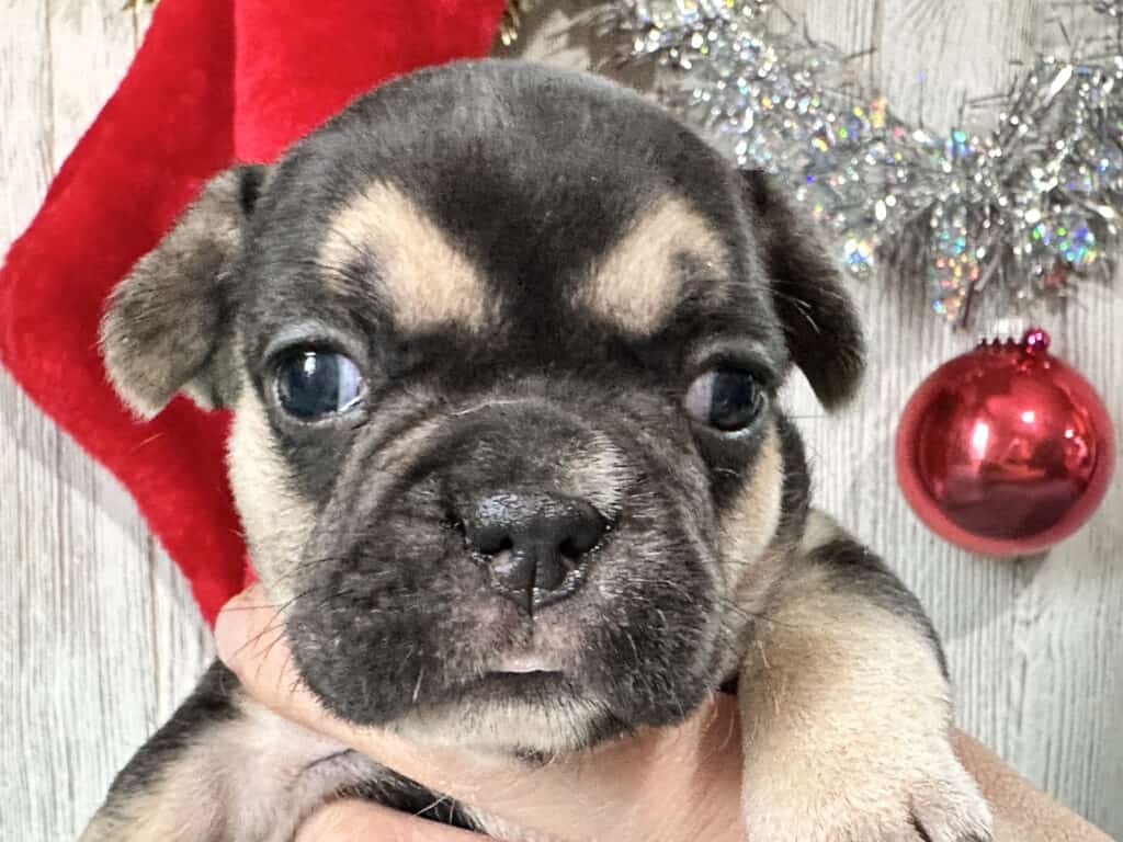 Whitney | Black & Tan French Bulldog Female | Available in February 5th, 2026