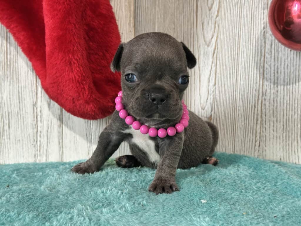 Wisper | Blue French Bulldog Female | Available in February 5th, 2026