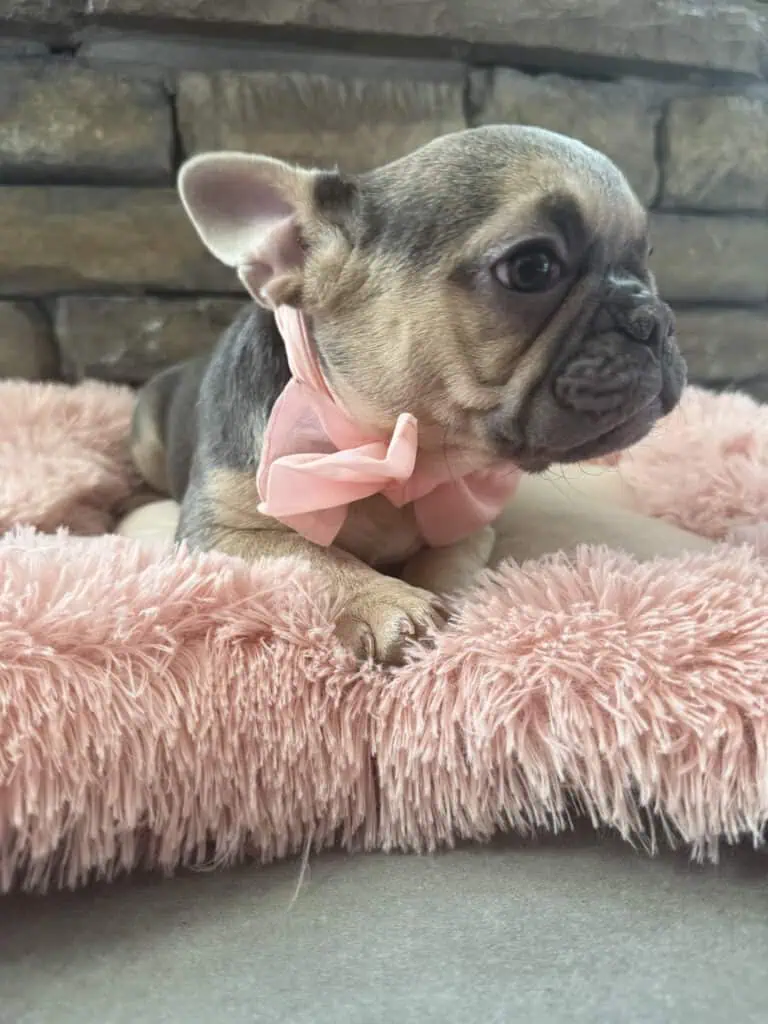 Layla | Blue & Tan French Bulldog Female | Available in Nov 2025