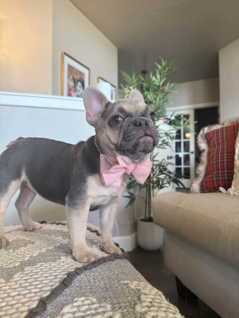 Layla | Blue & Tan French Bulldog Female | Available in Nov 2025