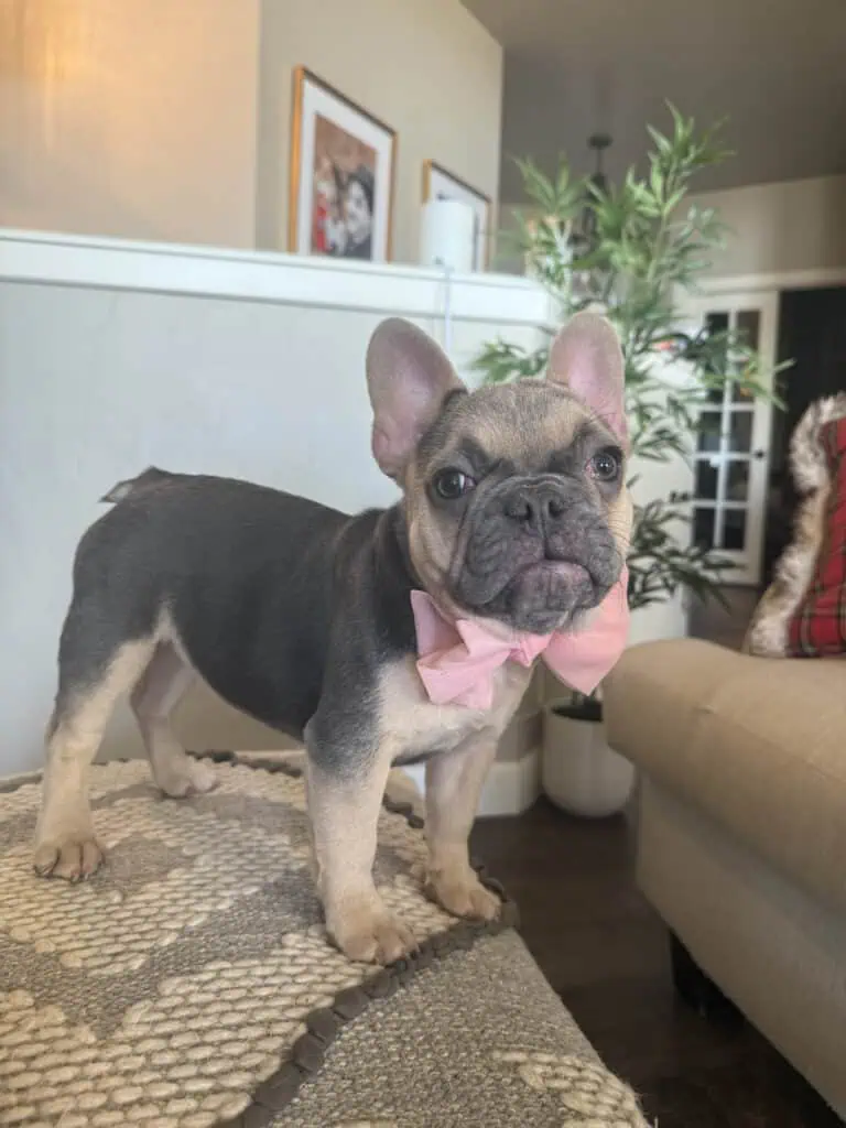 Layla | Blue & Tan French Bulldog Female | Available in Nov 2025