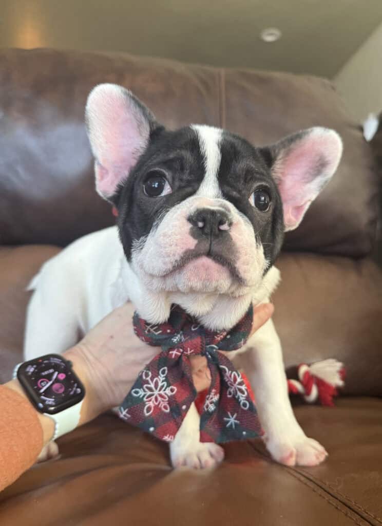 Nugget | Brindle Pied French Bulldog Male | Available Now