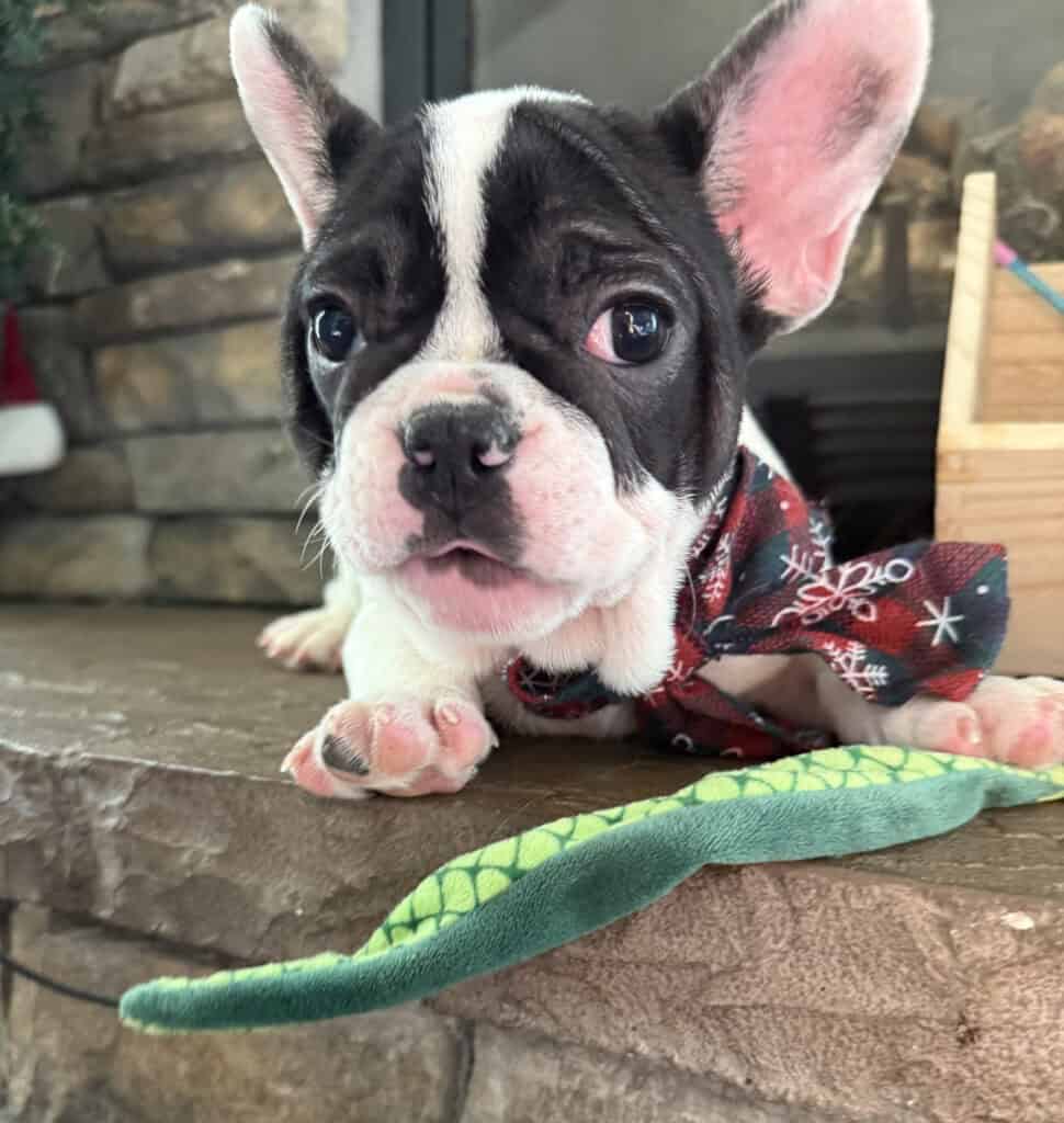 Nugget | Brindle Pied French Bulldog Male | Available Now