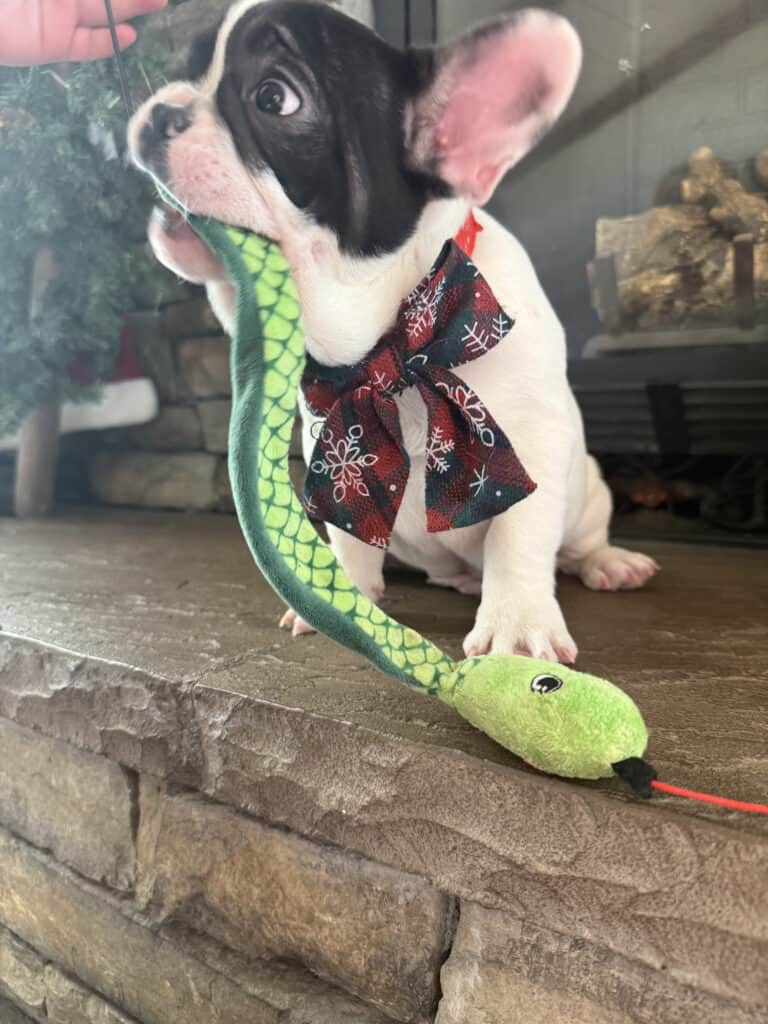 Nugget | Brindle Pied French Bulldog Male | Available Now