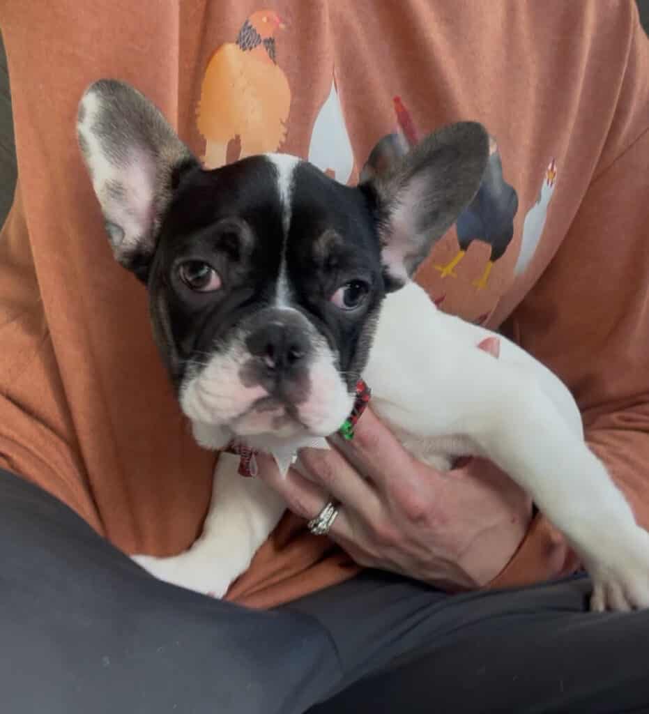 Nash | Brindle Pied French Bulldog Male | Available Now