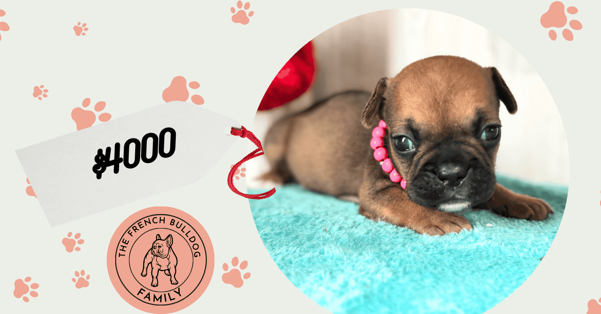 Winnie | Sable French Bulldog Female | Available in February 5th, 2026