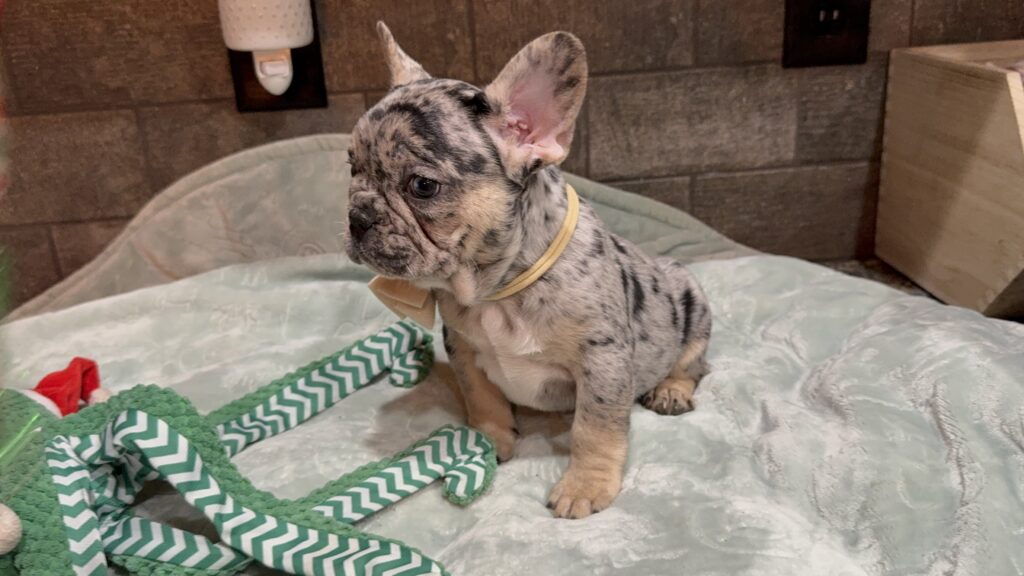 Umberto | Blue Merle & Tan French Bulldog Male | Available January, 2026