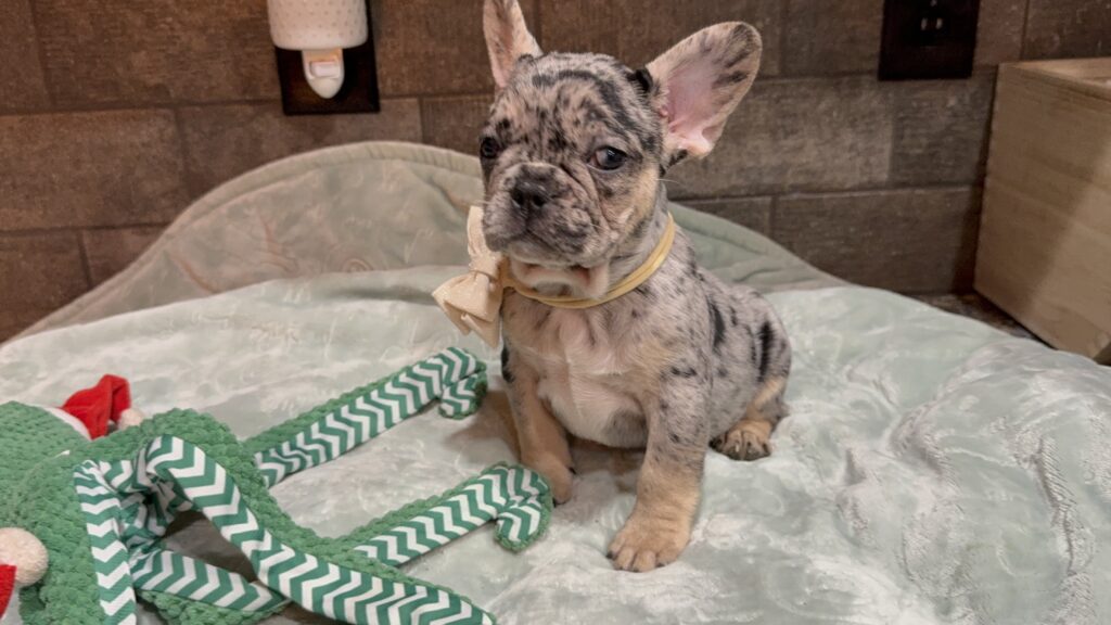 Umberto | Blue Merle & Tan French Bulldog Male | Available January, 2026