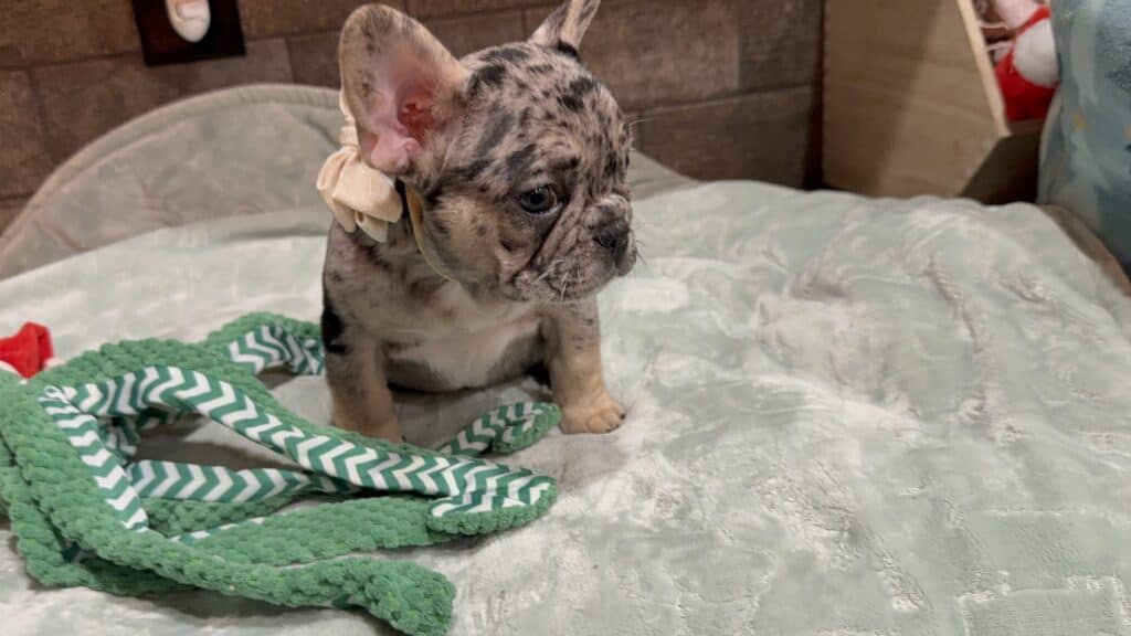 Umberto | Blue Merle & Tan French Bulldog Male | Available January, 2026